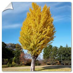 Coffret Ginkgo biloba